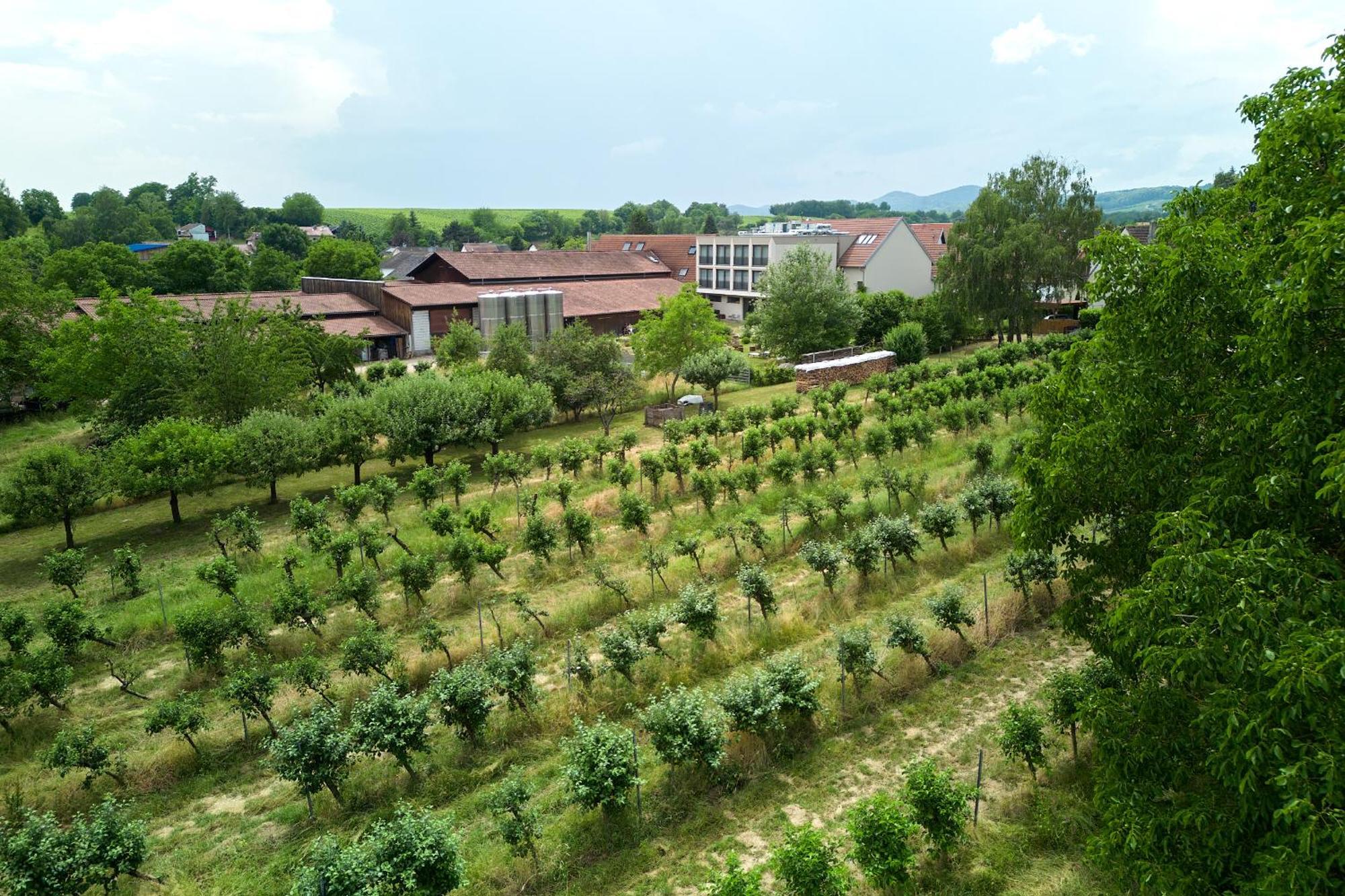 Weinhotel Fritz Walter Niederhorbach Exteriör bild